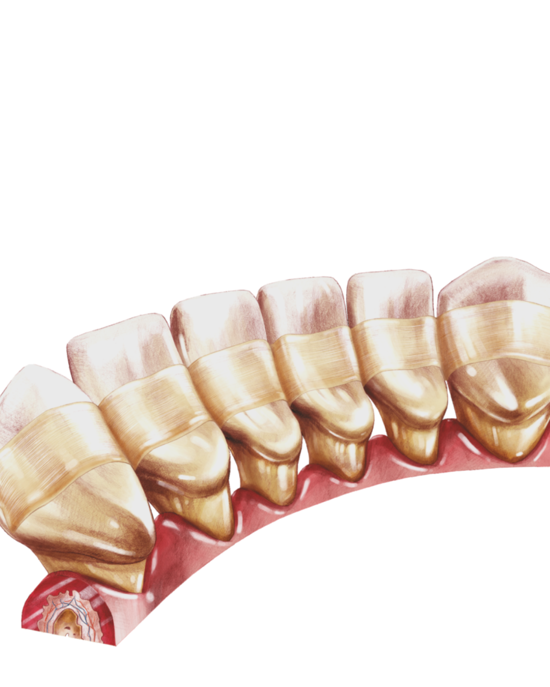 Comcord fibre imprégnée de composite 6cm-2